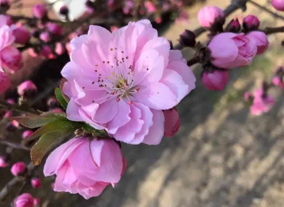 桃花有幾個花瓣?五瓣綻放寓意五福臨門的祝福。