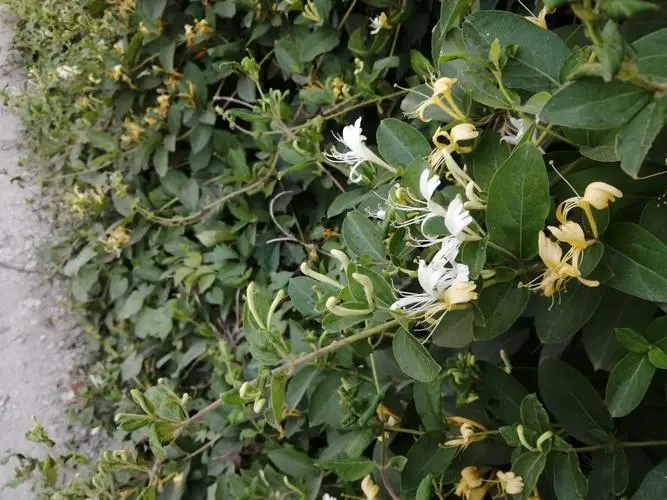 金銀花為什么不開花只長藤蔓?金銀花養(yǎng)護秘籍迎接滿園芬芳。