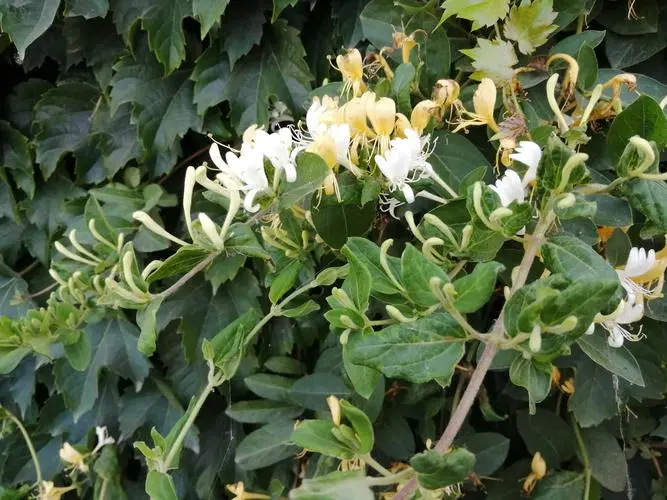 金銀花為什么不開花只長藤蔓?金銀花養(yǎng)護秘籍迎接滿園芬芳。