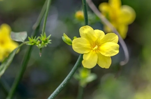 迎春花耐低溫嗎？冬日養(yǎng)護攻略讓迎春花笑傲寒冬。