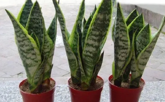 <b>虎皮蘭皺巴巴的是什么原因？拯救虎皮蘭葉片行動開啟！</b>