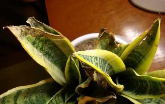 虎皮蘭皺巴巴的是什么原因?拯救虎皮蘭葉片行動開啟!