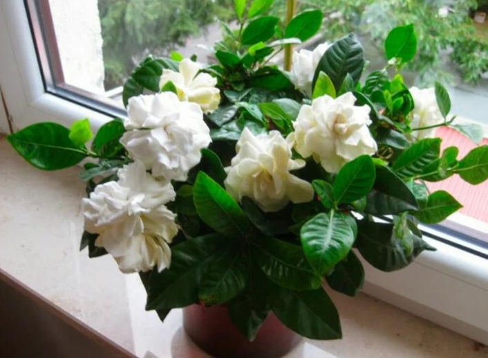 梔子花用大盆養(yǎng)好還是小盆養(yǎng)好？你選對(duì)了嗎？