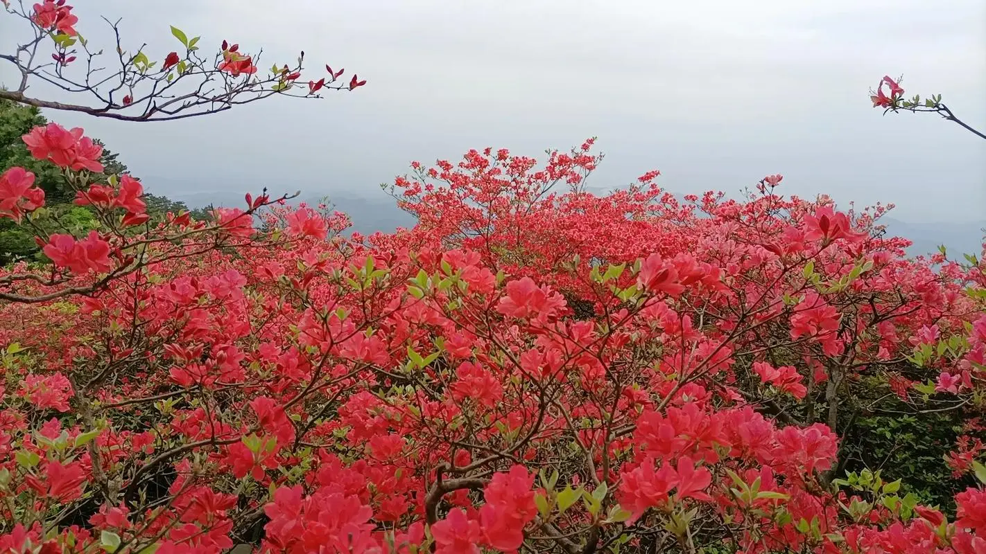 杜鵑花和映山紅是一種花嗎?春色滿園都一樣。