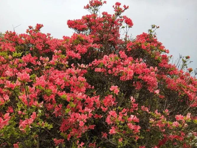 杜鵑花和映山紅是一種花嗎?春色滿園都一樣。