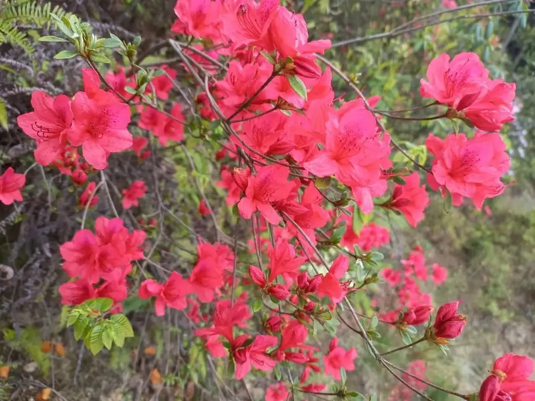 杜鵑花和映山紅是一種花嗎?春色滿園都一樣。
