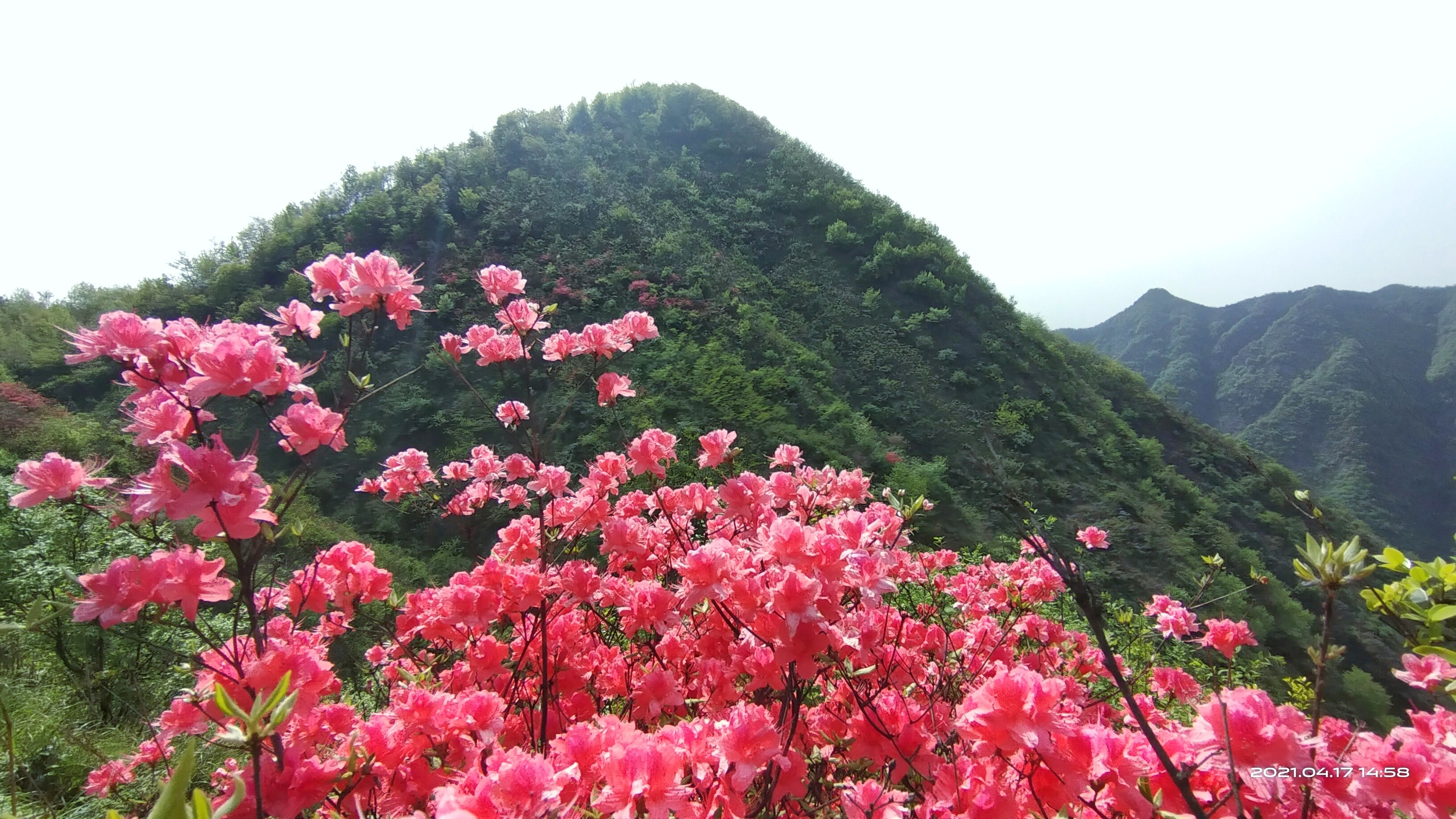 杜鵑花和映山紅是一種花嗎?春色滿園都一樣。