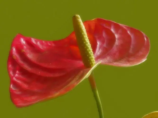 紅掌的花為什么看起來像假花?鮮艷飽滿的顏色與蠟質層互相疊加的魅力。