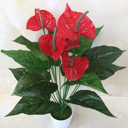 紅掌的花為什么看起來像假花?鮮艷飽滿的顏色與蠟質層互相疊加的魅力。