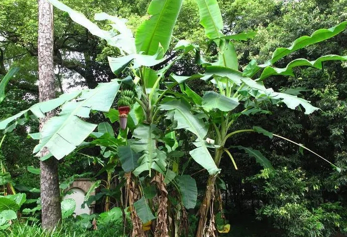 <b>芭蕉物語-芭蕉為什么是最老實的植物？靜守歲月，無私奉獻。</b>