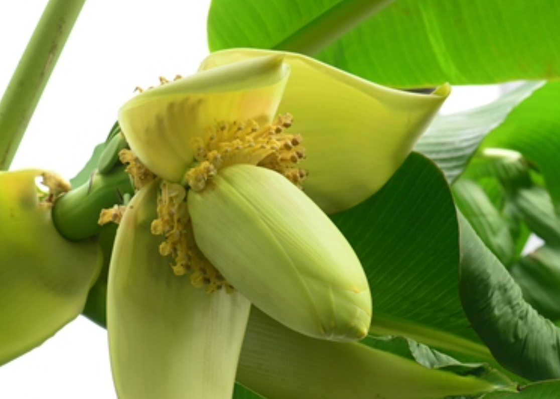 芭蕉物語-芭蕉為什么是最老實的植物?靜守歲月,無私奉獻。