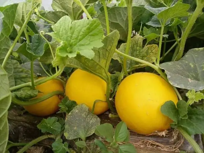 黃河蜜甜不甜?一口帶你穿越文化與味蕾的盛宴。