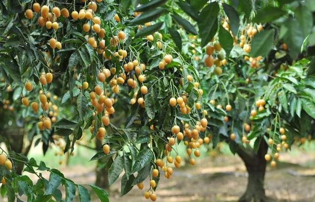 <b>黃皮果-南方果園里的金色誘惑，你嘗過嗎？</b>