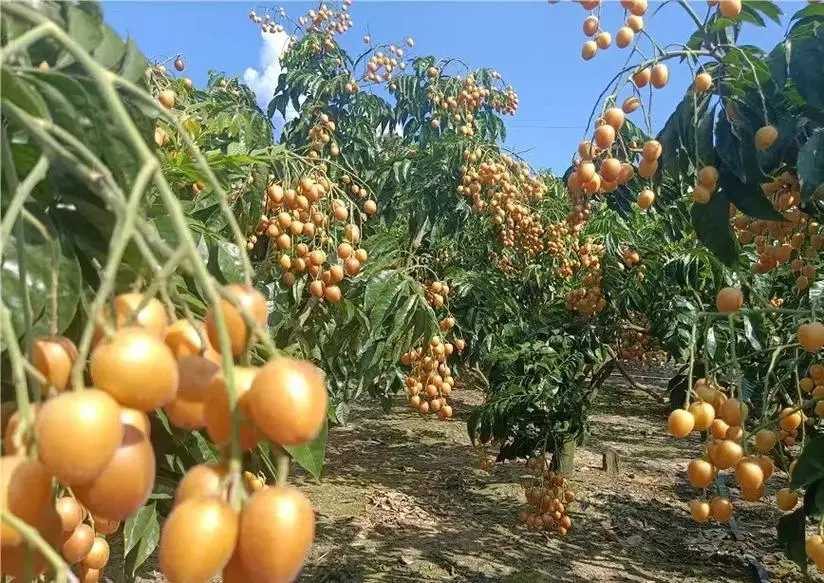黃皮果-南方果園里的金色誘惑,你嘗過嗎?