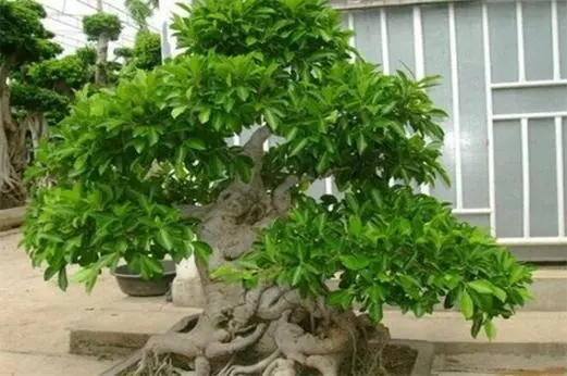 榕樹樁嫁接開啟跨界融合,獨一無二盆景新玩法。