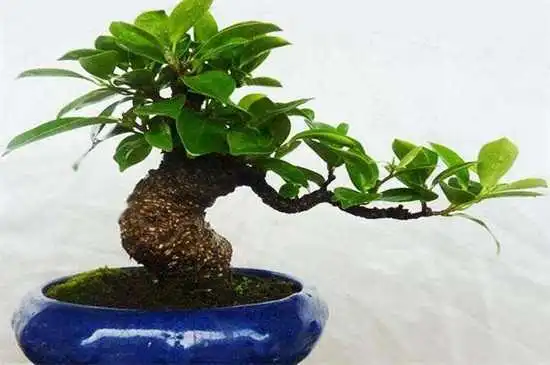 榕樹樁嫁接開啟跨界融合,獨一無二盆景新玩法。