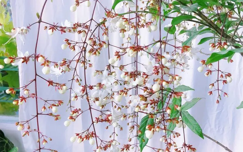 緊急預(yù)警!垂絲茉莉花苞脫落的四大元兇。