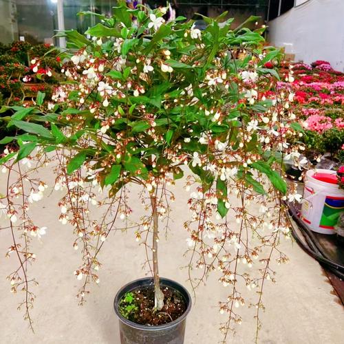 緊急預(yù)警!垂絲茉莉花苞脫落的四大元兇。