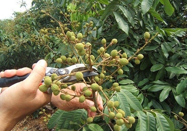 種植戶掌握這些修剪技巧,讓你的桂圓樹果實滿枝!