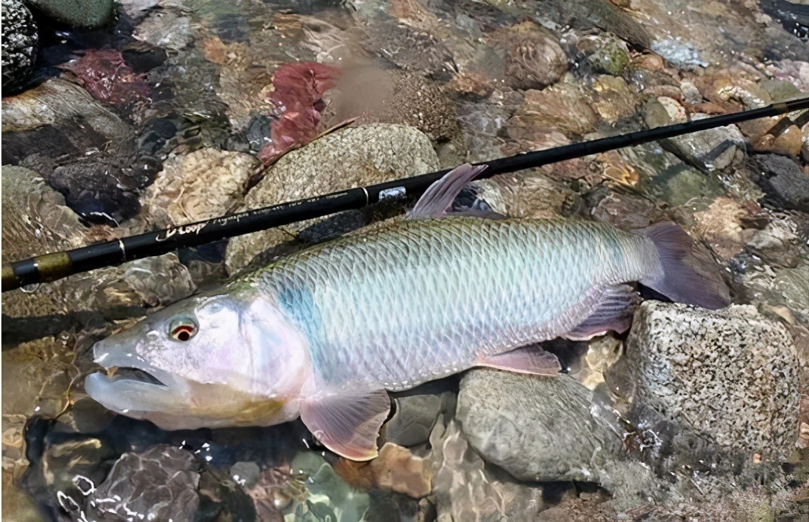 馬口魚生長大小極限與養(yǎng)殖成本+利潤剖析