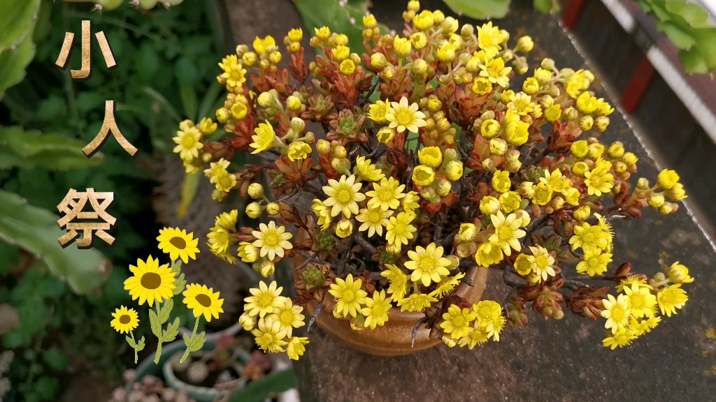 小人祭開花要剪掉嗎?家庭種植專家告訴你答案。