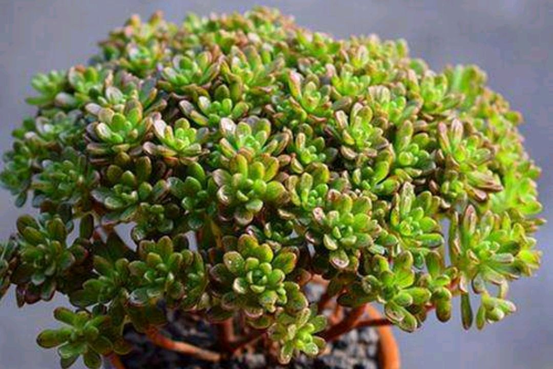 小人祭開花要剪掉嗎?家庭種植專家告訴你答案。