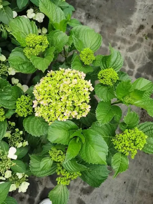 繡球花多年生還是一年生?冬日也能耐寒燦爛開放!