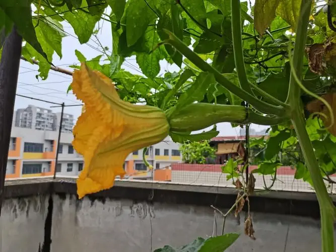 絲瓜不開花不結果的五大元兇,你中招了嗎?