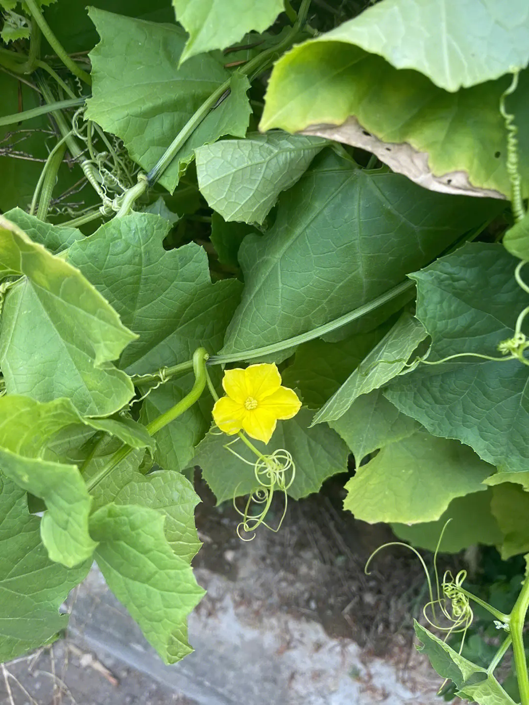 絲瓜不開花不結果的五大元兇,你中招了嗎?