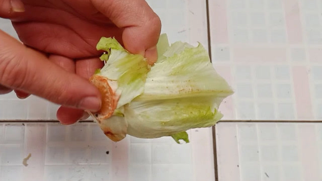 生菜根部變身新生命,家庭種植新技能get√。
