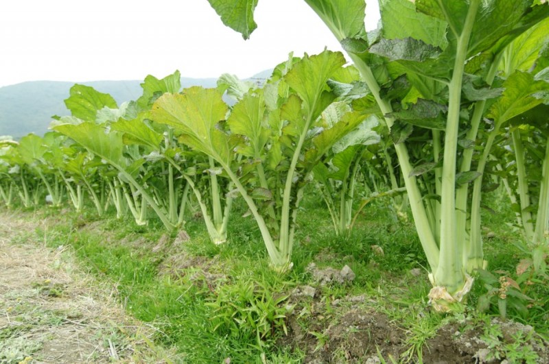 芥菜是大頭菜嗎?別再混淆蔬菜界的“雙胞胎”。