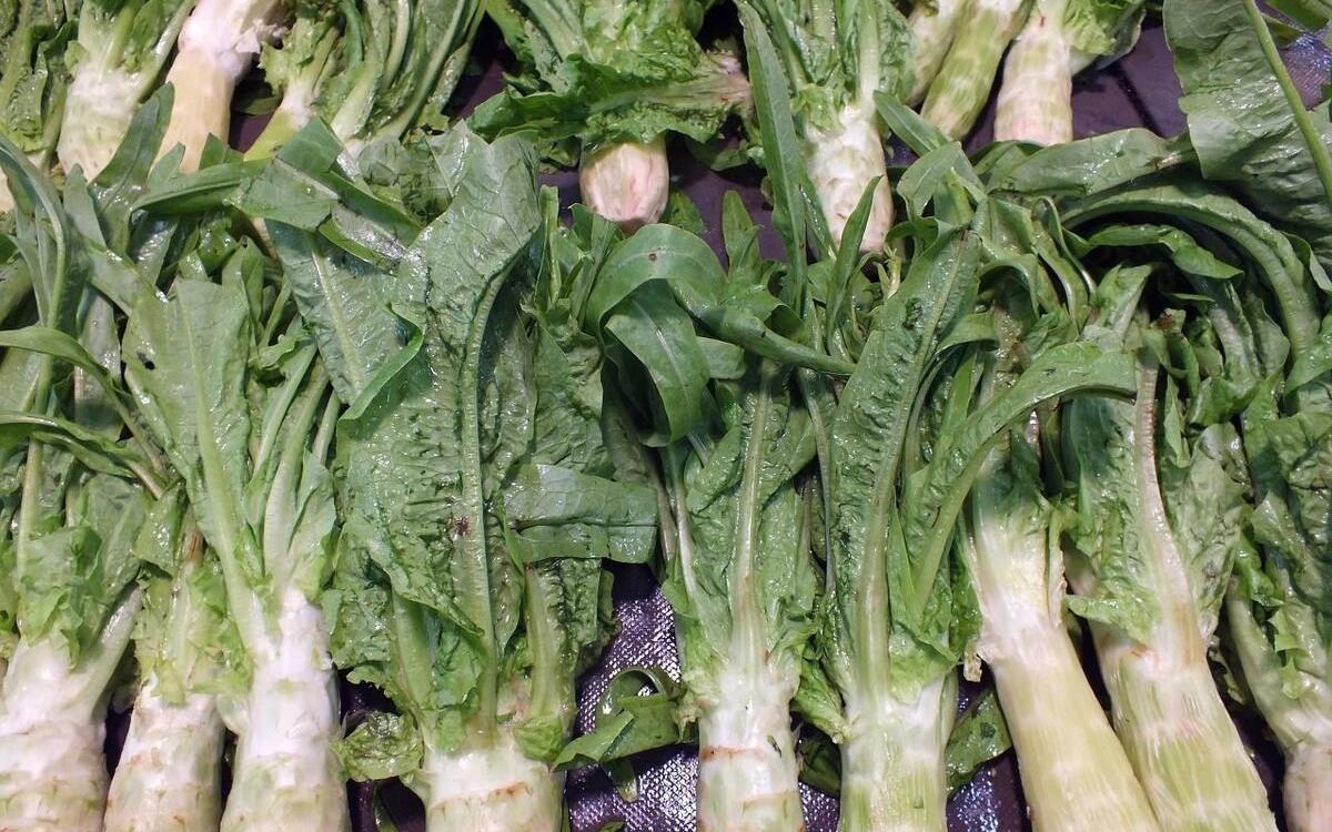 萵筍葉子并非油麥菜,大圖帶你認(rèn)清它們區(qū)別。