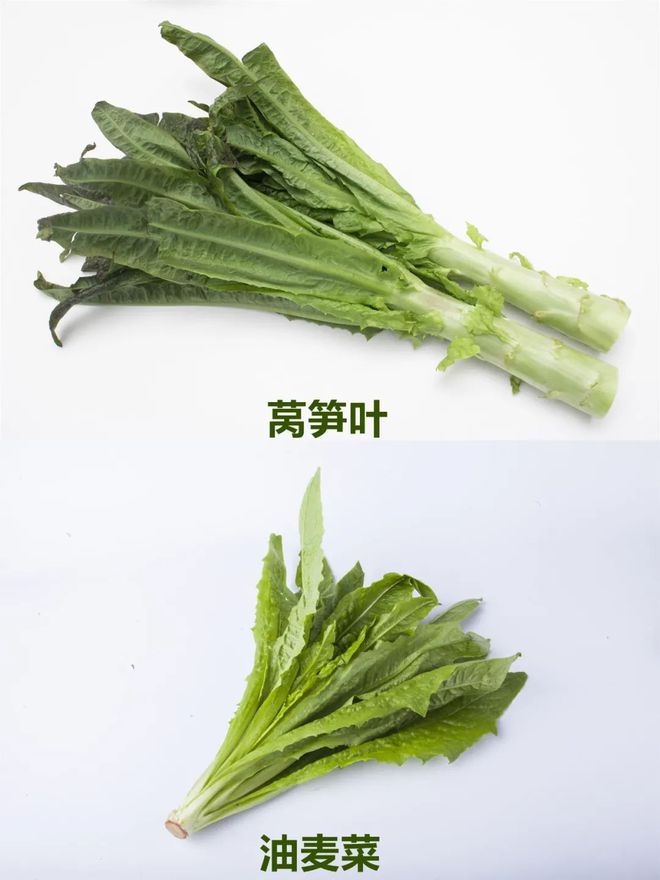萵筍葉子并非油麥菜,大圖帶你認(rèn)清它們區(qū)別。