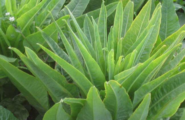 萵筍葉子并非油麥菜,大圖帶你認(rèn)清它們區(qū)別。