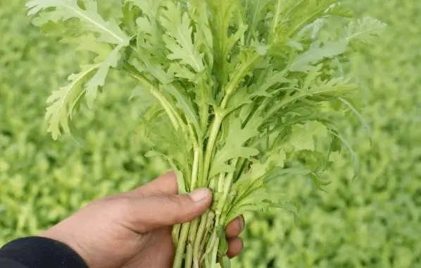 茼蒿是不是草?不僅是菜,更是“草”中瑰寶。