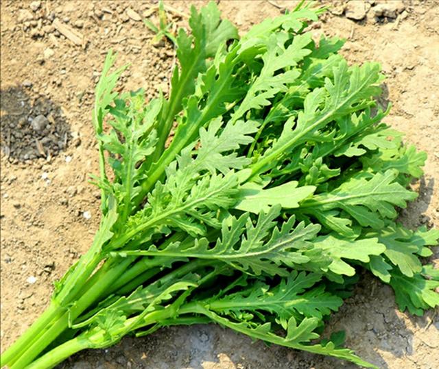 茼蒿是不是草?不僅是菜,更是“草”中瑰寶。