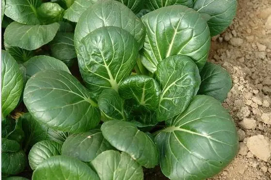 油菜新解:小油菜的正式學(xué)名與多彩生活。