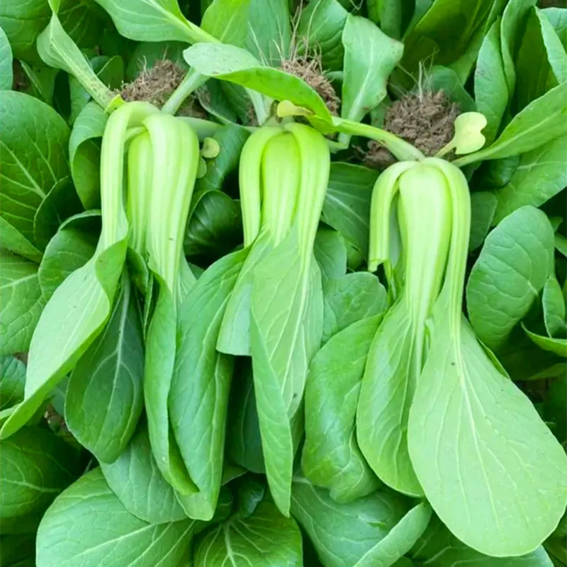 油菜新解:小油菜的正式學(xué)名與多彩生活。