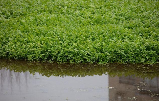 芹菜生長種植環境之謎:土里生根,水中難尋。