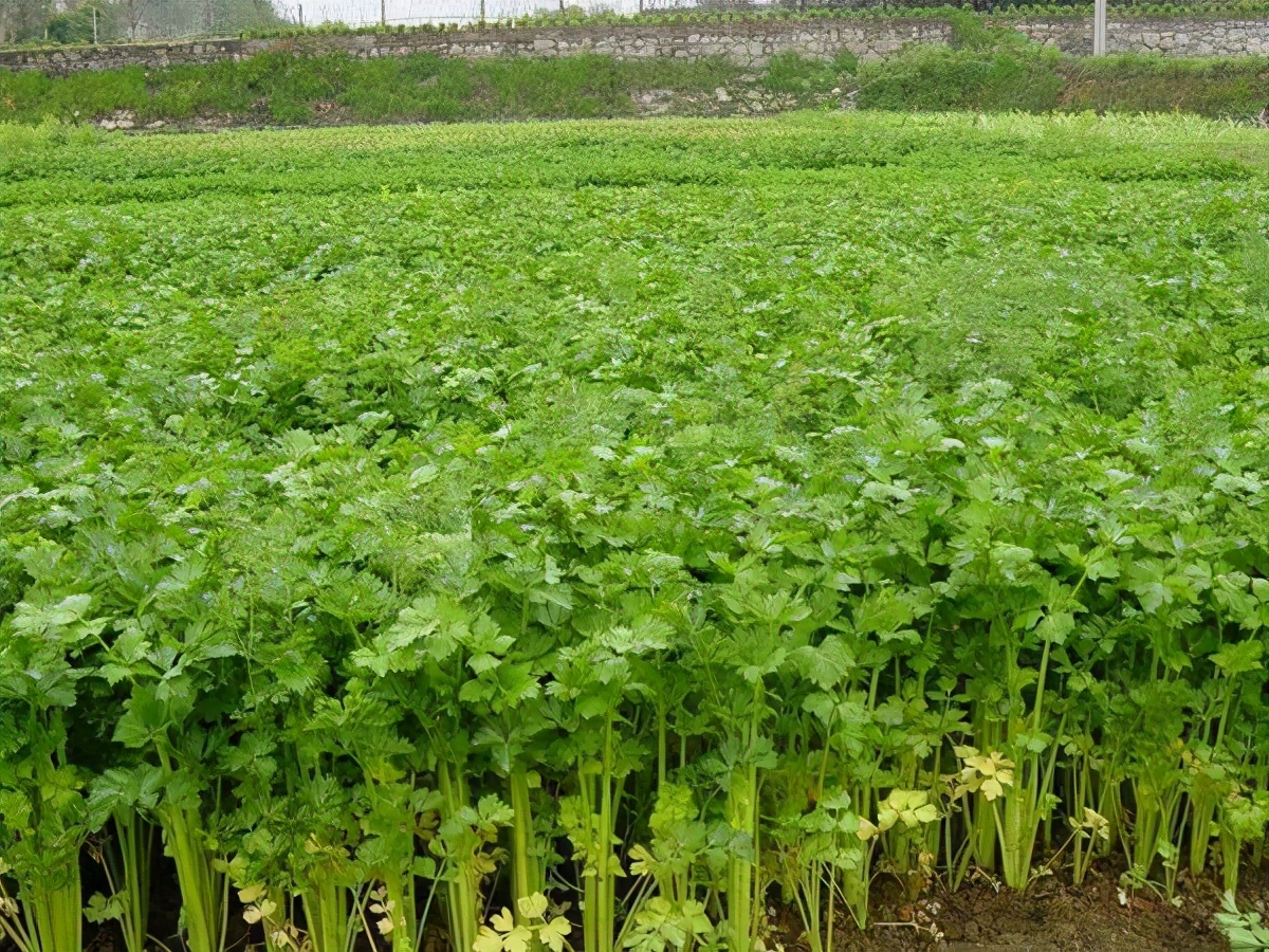 芹菜生長種植環境之謎:土里生根,水中難尋。