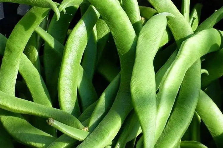 營養新視角-蕓豆,你吃的是碳水還是蔬菜?
