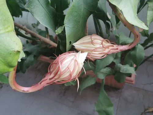 曇花-夜之精靈開花預告顯現,你捕捉到曇花開花前的微妙征兆變化嗎?
