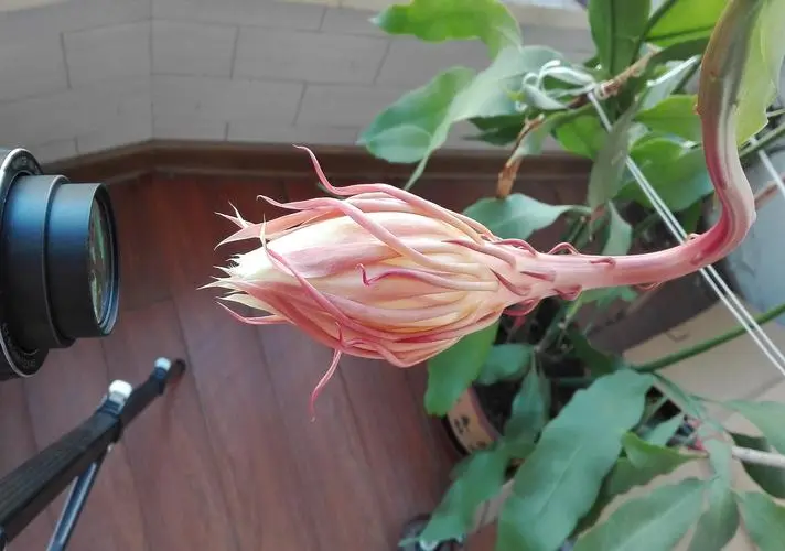 曇花-夜之精靈開花預告顯現,你捕捉到曇花開花前的微妙征兆變化嗎?