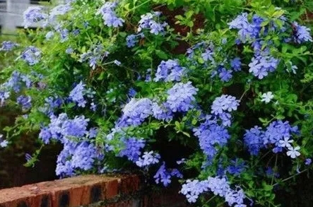 <b>藍雪花種植困擾：藍雪花是喜愛酸性土壤還是堿性？</b>