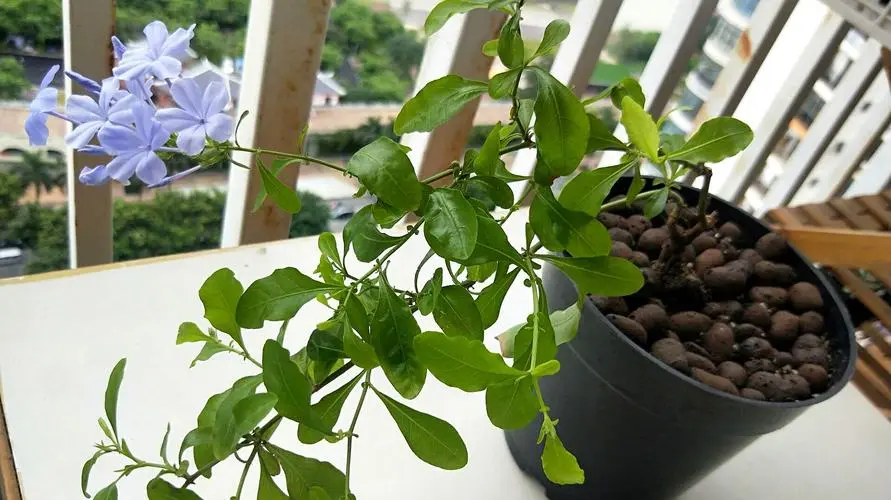 藍雪花種植困擾:藍雪花是喜愛酸性土壤還是堿性?
