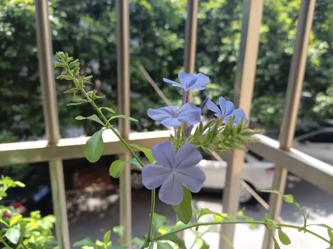 藍雪花種植困擾:藍雪花是喜愛酸性土壤還是堿性?