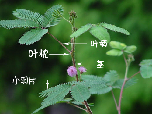 含羞草為何持續觸碰不再“害羞”不會合上????????