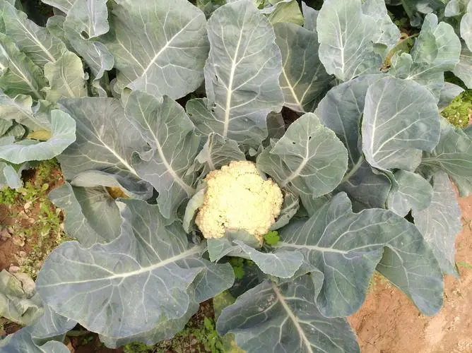 菜花的葉子可以吃嗎?營養(yǎng)不輸花菜球!