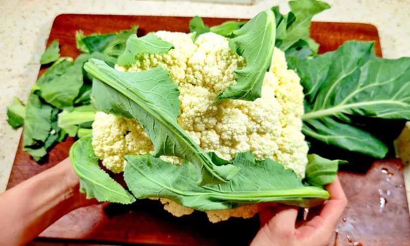 菜花的葉子可以吃嗎?營養(yǎng)不輸花菜球!