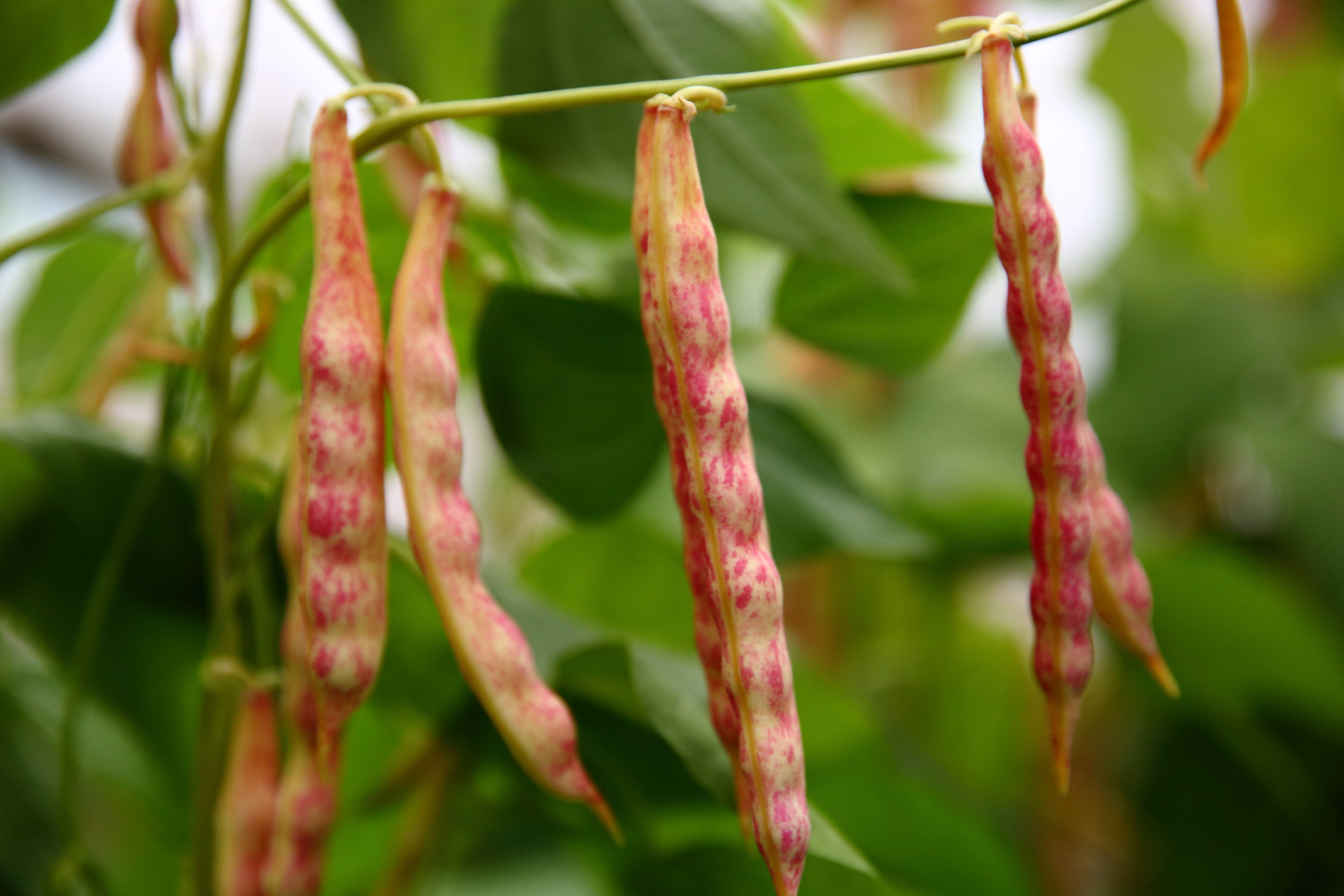 豆角籽什么品種最好?最高產(chǎn)與最美味“豆角之王”。